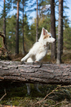 Puppy in the forest - Pixbuster Free Images