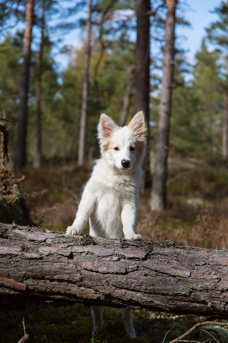 Puppy in the forest - Pixbuster Free Images
